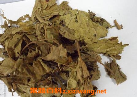 炙桑叶的功效与作用及食用方法