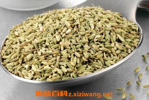 中药茴香籽的作用与功效