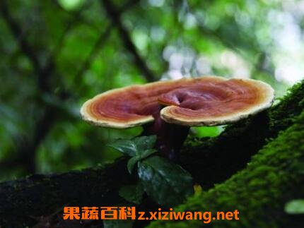 灵芝怎么吃效果最好 天然灵芝的食用方法