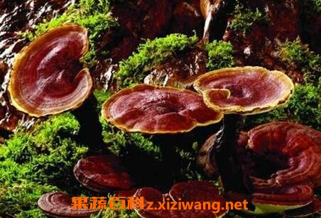 灵芝怎么吃效果最好 天然灵芝的食用方法