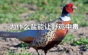 为什么盐能让野鸡中毒