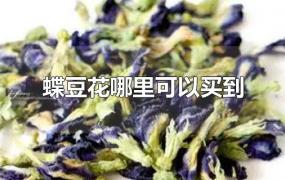 蝶豆花哪里可以买到