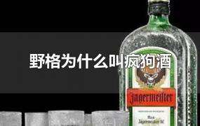 野格为什么叫疯狗酒