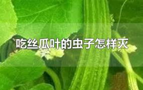 吃丝瓜叶的虫子怎样灭