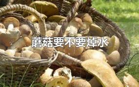 蘑菇要不要焯水