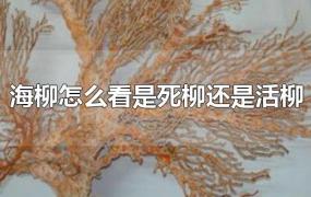 海柳怎么看是死柳还是活柳