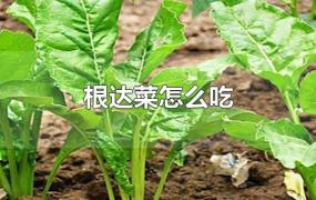 根达菜怎么吃