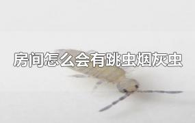 房间怎么会有跳虫烟灰虫