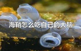 海鞘怎么吃自己的大脑