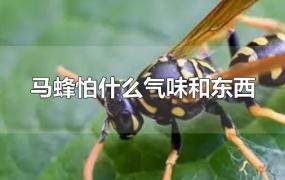 马蜂怕什么气味和东西