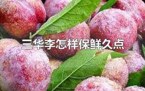 三华李怎样保鲜久点