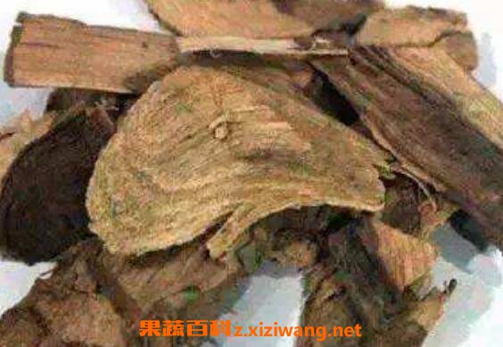 制川乌的功效与作用及药用价值