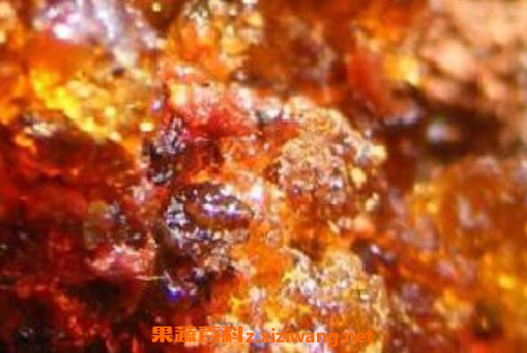 松脂的功效与作用及药用价值