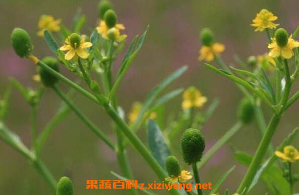 石龙芮的功效与作用 石龙芮能吃吗