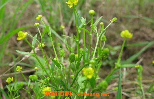 石龙芮的功效与作用 石龙芮能吃吗