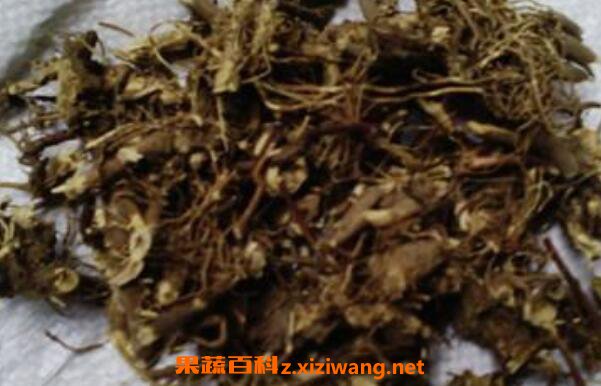 马兰根的功效与作用 马兰根的药用价值