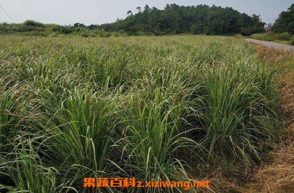 香茅草