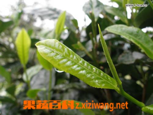 果蔬百科茶叶的知识