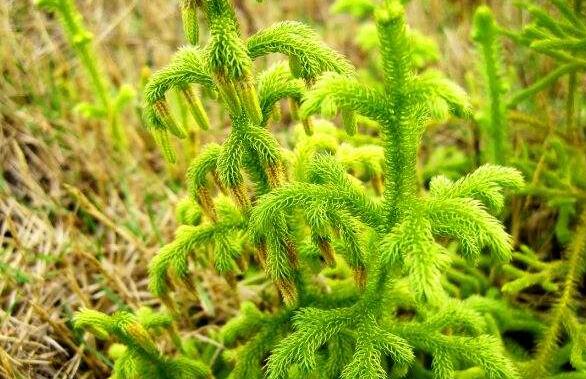 石松是什么植物 石松的功效与药用价值