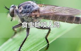 食虫虻咬人吗