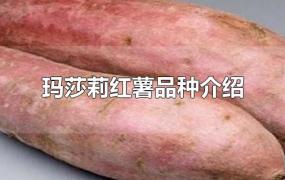 玛莎莉红薯品种介绍