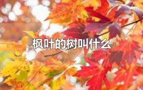 枫叶的树叫什么