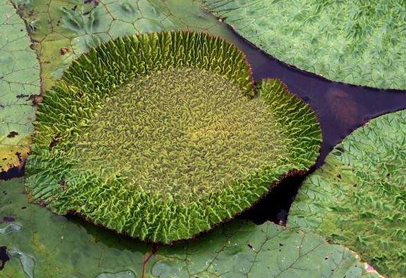 芡实根怎么做好吃 芡实根的食用方法