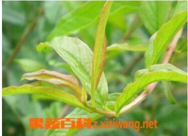 果蔬百科石榴叶茶