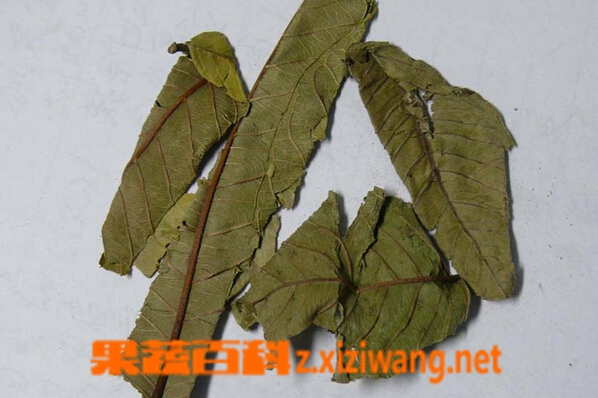 果蔬百科番石榴叶茶