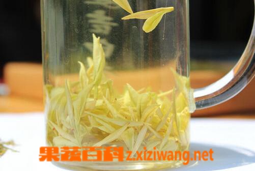 果蔬百科黄茶是什么茶