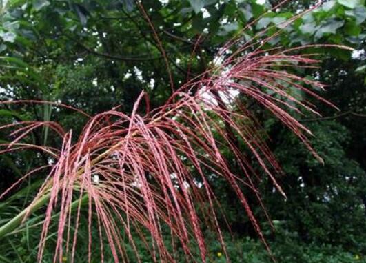 五节芒的功效与作用 五节芒怎么去除