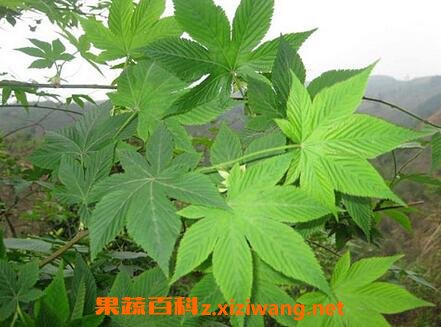 野生甜茶叶的功效与作用