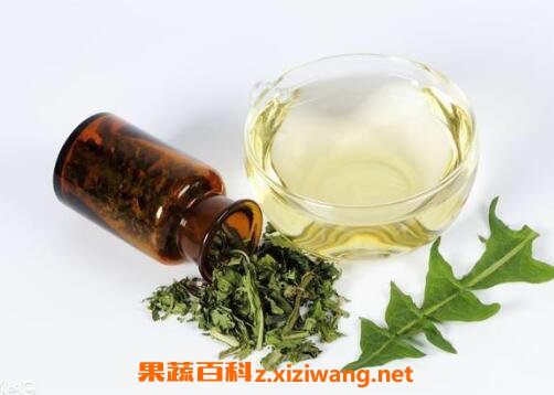 蒲公英茶的功效与作用 蒲公英茶哪些人不宜喝