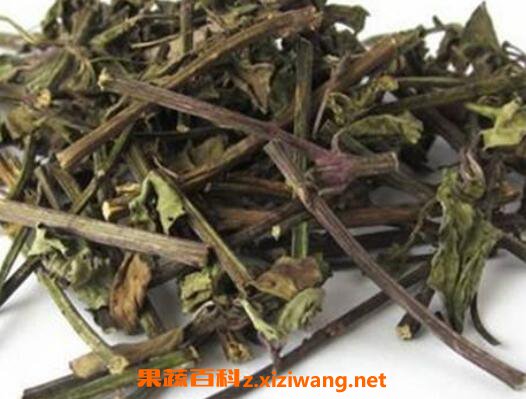 什么是肾茶 肾茶的功效与作用