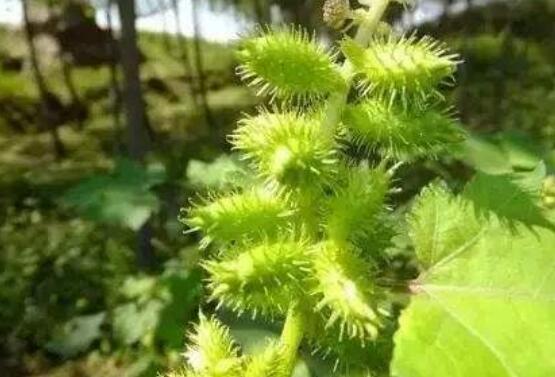 苍耳草的功效与作用 苍耳草泡水喝的好处