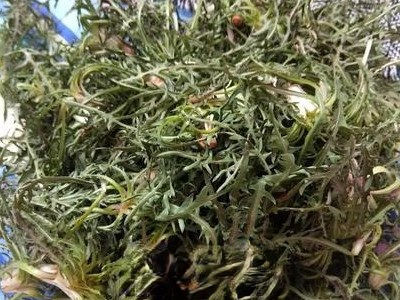 婆婆丁干菜怎样做好吃