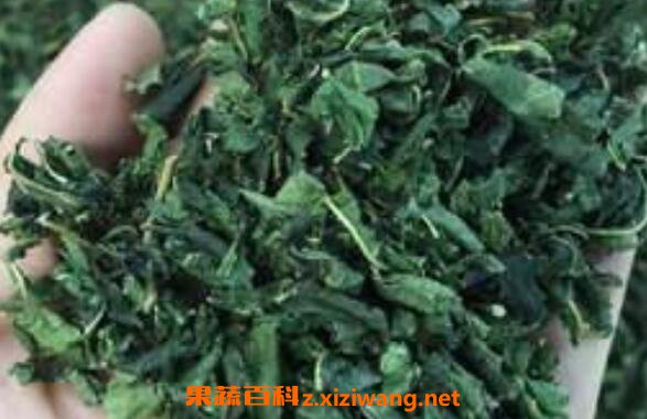 桑叶茶有什么好处 桑树叶泡水的危害