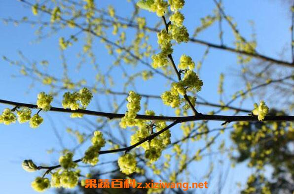 山苍子花茶的毒副作用 山苍子花茶的禁忌