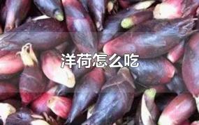 洋荷怎么吃