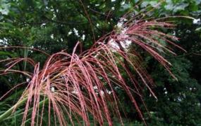 五节芒的功效与作用 五节芒怎么去除