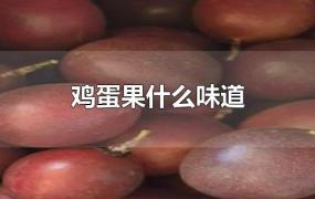 鸡蛋果什么味道