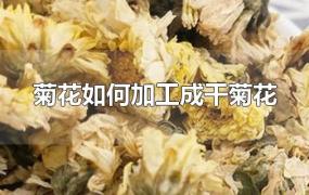 菊花如何加工成干菊花