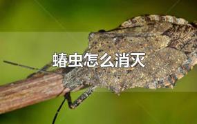 蝽虫怎么消灭