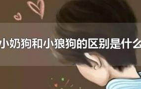 小奶狗和小狼狗的区别是什么