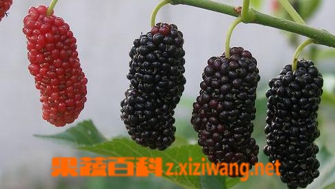 果蔬百科桑椹