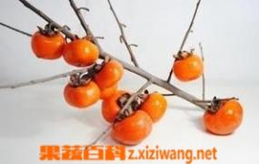 柿子的功效与作用