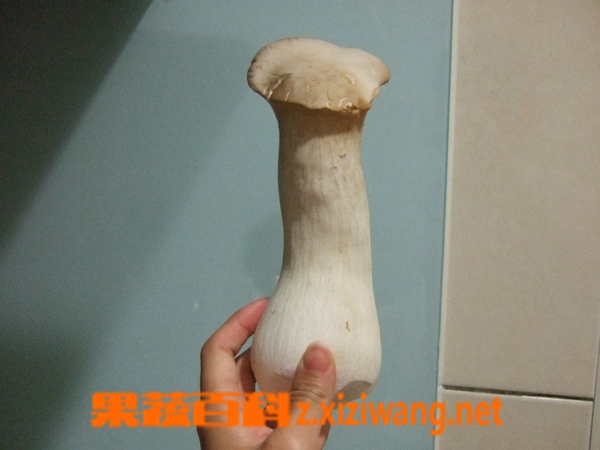 果蔬百科杏鲍菇的烹饪法