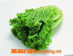 果蔬百科生菜