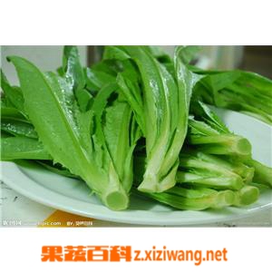 果蔬百科油麦菜