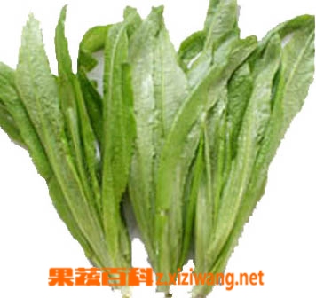 果蔬百科油麦菜